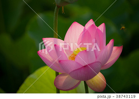 蓮　ハス　花　熊蜂　ハチ　ムシ　臼杵石仏 38743119