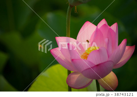 蓮　ハス　花　熊蜂　ハチ　ムシ　臼杵石仏 38743121