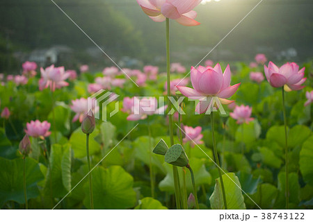 蓮　ハス　花　臼杵石仏 38743122