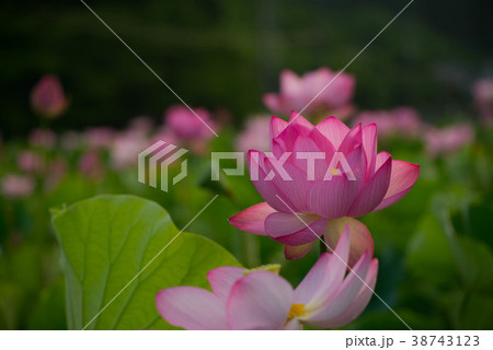 蓮　ハス　花　臼杵石仏 38743123