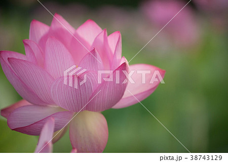 蓮 ハス 花 臼杵石仏 蓮 ハス 花 臼杵石仏 38743129