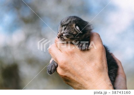 Newborn kitten in hands outdors 38743160