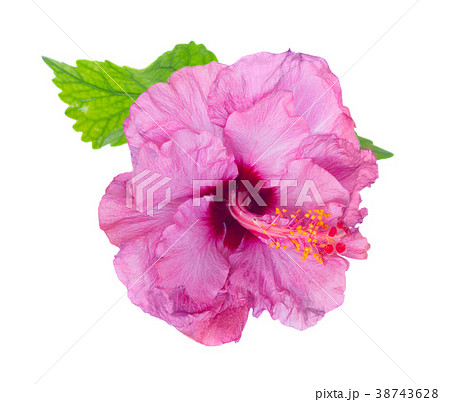 orange hibiscus flower orange hibiscus flower 38743628