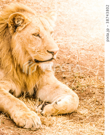 Lion lying in front of the car as a guard 38743802