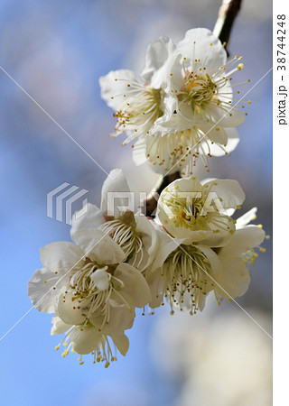 ウメ（満月枝垂） 38744248