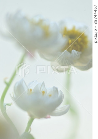 花かんざし 38744467