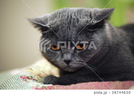 Cat Portrait home interior  38744630