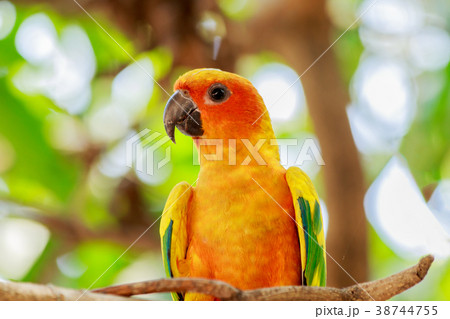 Sun Parakeet or Sun Conure parrot on tree. 38744755