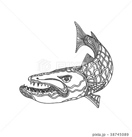 Barracuda Fish Doodle Art 38745089