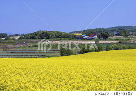 菜の花畑 滝川市 江部乙の写真素材