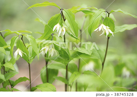 チゴユリ　札幌市 38745328