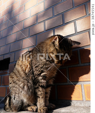 猫、反省中 38745541