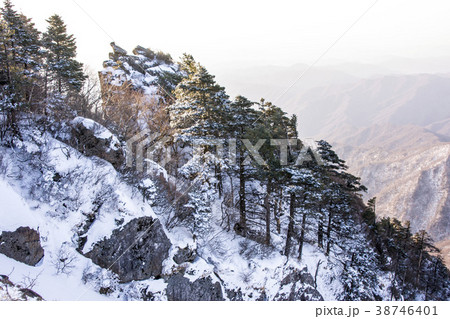 風景 木 智異山 38746401