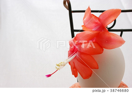 サボテンの花 サボテンの花 38746680