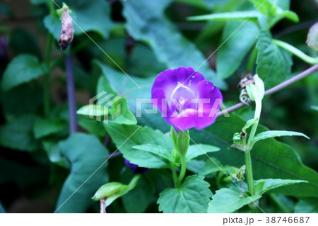 ハナウリクサ ハナウリクサ 38746687