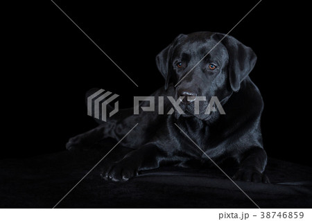 Beautiful young male dog labrador breed on black 38746859