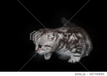 Kitten of the Scottish Frog breed on black 38746860