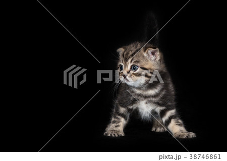 Kitten of the Scottish Frog breed on black 38746861