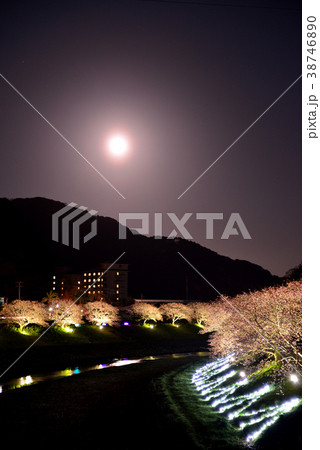 南伊豆の河津桜 38746890