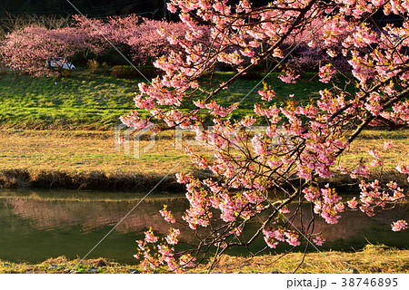 南伊豆の河津桜 38746895