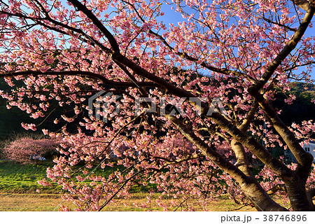 南伊豆の河津桜 南伊豆の河津桜 38746896