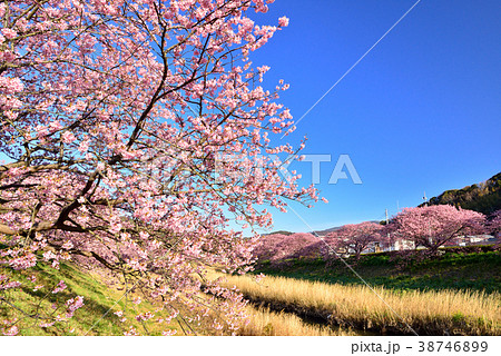 南伊豆の河津桜 38746899