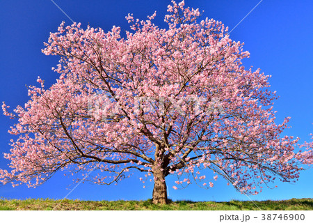 南伊豆の河津桜 南伊豆の河津桜 38746900
