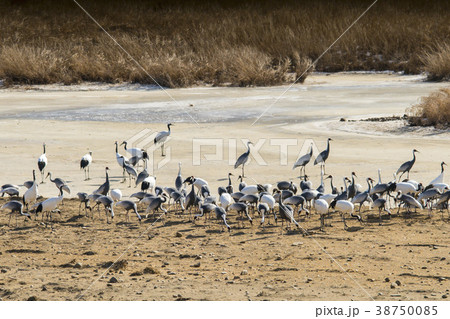 韓国 屋外 室外 38750085