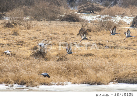鉄原郡 自然 動物 38750109