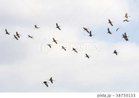 鉄原郡 自然 動物 38750133