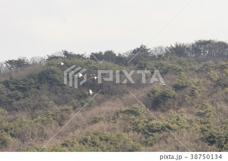 タンチョウ 鉄原郡 江原道 38750134