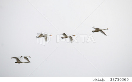 鉄原郡 江原道 屋外 38750369