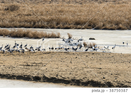 タンチョウ 鉄原郡 江原道 38750387