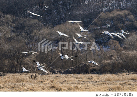 タンチョウ 鉄原郡 江原道 38750388