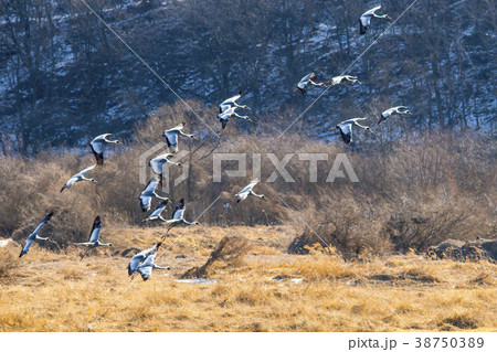 鉄原郡 自然 動物 38750389
