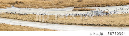 鉄原郡 自然 動物 38750394