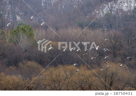 韓国 風景 屋外 38750431