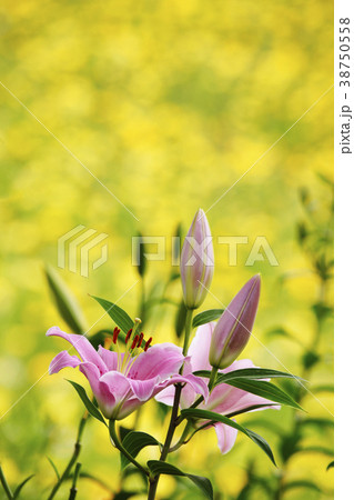百合 百合 38750558