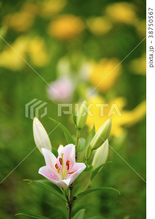 百合 百合 38750567