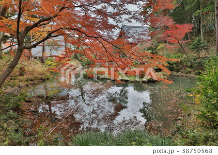 the pond and garden in Konkai Komyoji Temple the pond and garden in Konkai Komyoji Temple 38750568