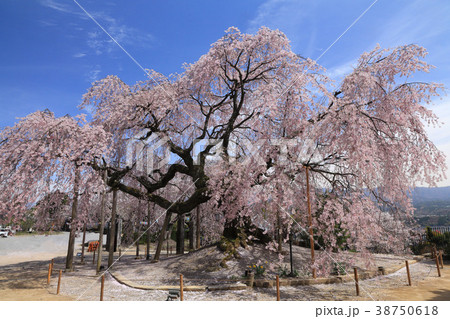 麻績の里舞台桜 38750618