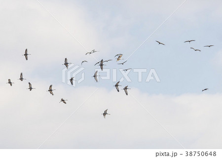 タンチョウ 鉄原郡 自然 38750648