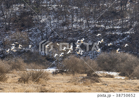 タンチョウ 鉄原郡 自然 38750652