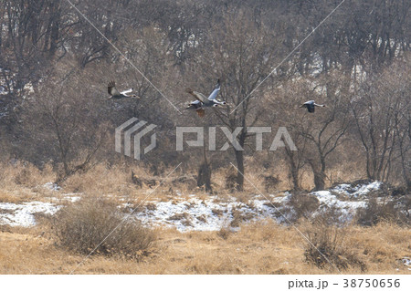 鉄原郡 江原道 屋外 38750656