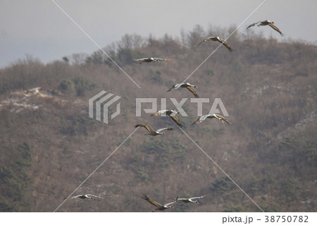 自然 動物 鳥 38750782