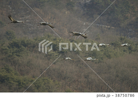 鉄原郡 江原道 屋外 38750786