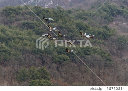 タンチョウ 鉄原郡 自然 38750814