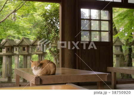 うたたねする猫 38750920