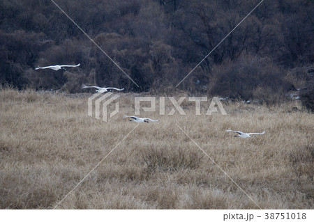 タンチョウ 鉄原郡 自然 38751018
