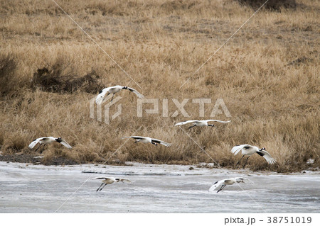タンチョウ 鉄原郡 自然 38751019